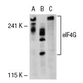 eIF4G (A-10): m-IgG2b BP-HRP Bundle