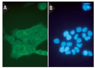 Da Dapi DAPI_SantaCruz_优宁维(univ)商城