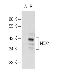 NCK1 (108)
