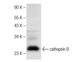 cathepsin B (H-5) AC