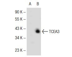 TCEA3 (C-7): m-IgG Fc BP-HRP Bundle
