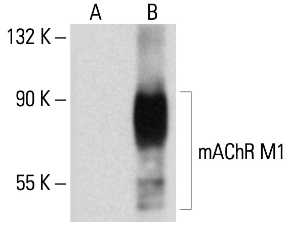mAChR M1 (G-9): m-IgG Fc BP-HRP Bundle