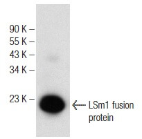 LSm1 (A-9): m-IgG Fc BP-HRP Bundle