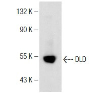 DLD (G-2): m-IgG Fc BP-HRP Bundle