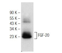 FGF-20 (F-5): m-IgG Fc BP-HRP Bundle