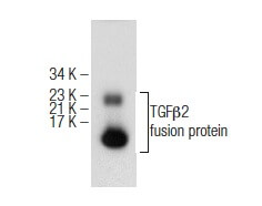 TGFβ2 (H-6): m-IgG3 BP-HRP Bundle