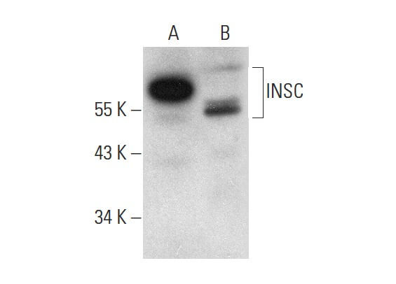 INSC (G-6): m-IgGκ BP-HRP Bundle