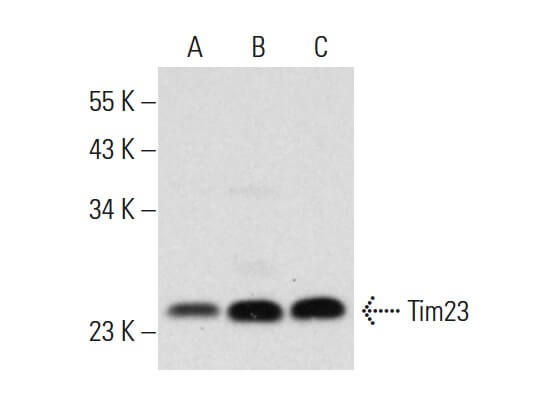 Tim23 (H-8): m-IgG2b BP-HRP Bundle