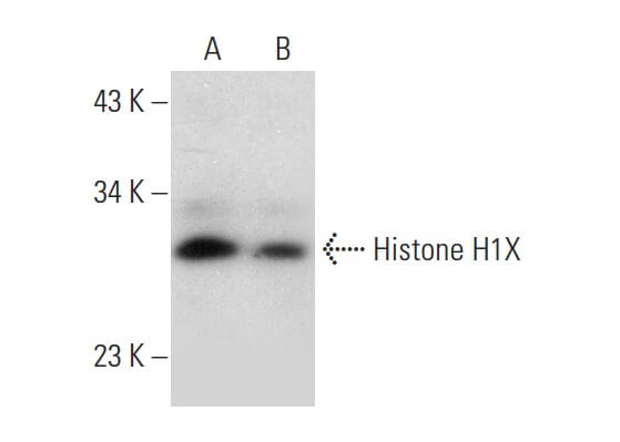Histone H1X (E-5): m-IgG2b BP-HRP Bundle