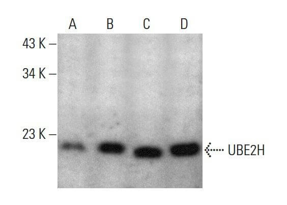 UBE2H (G-2): m-IgG Fc BP-HRP Bundle