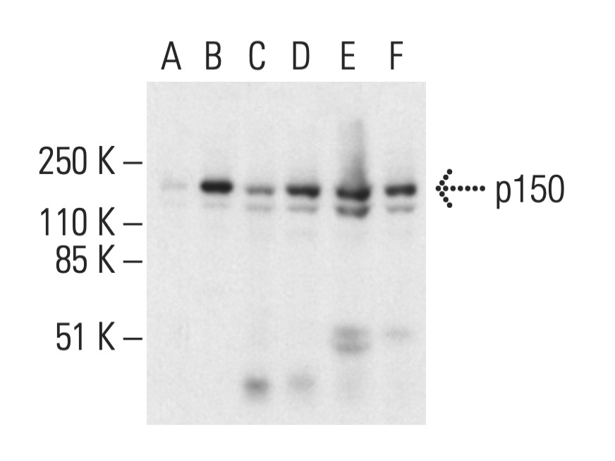 p150 (F-7): m-IgG1 BP-HRP Bundle
