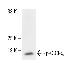 p-CD3-ζ (96.Tyr 111)