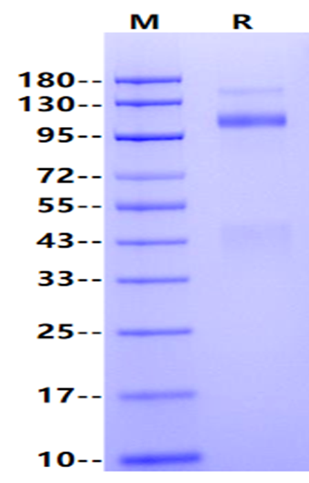 HGFR/c-MET Fc Chimera Protein, Human