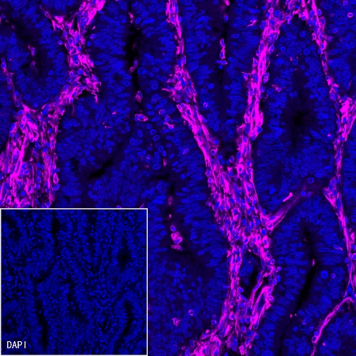 Alexa Fluor® 647 Antibody Labeling Kit