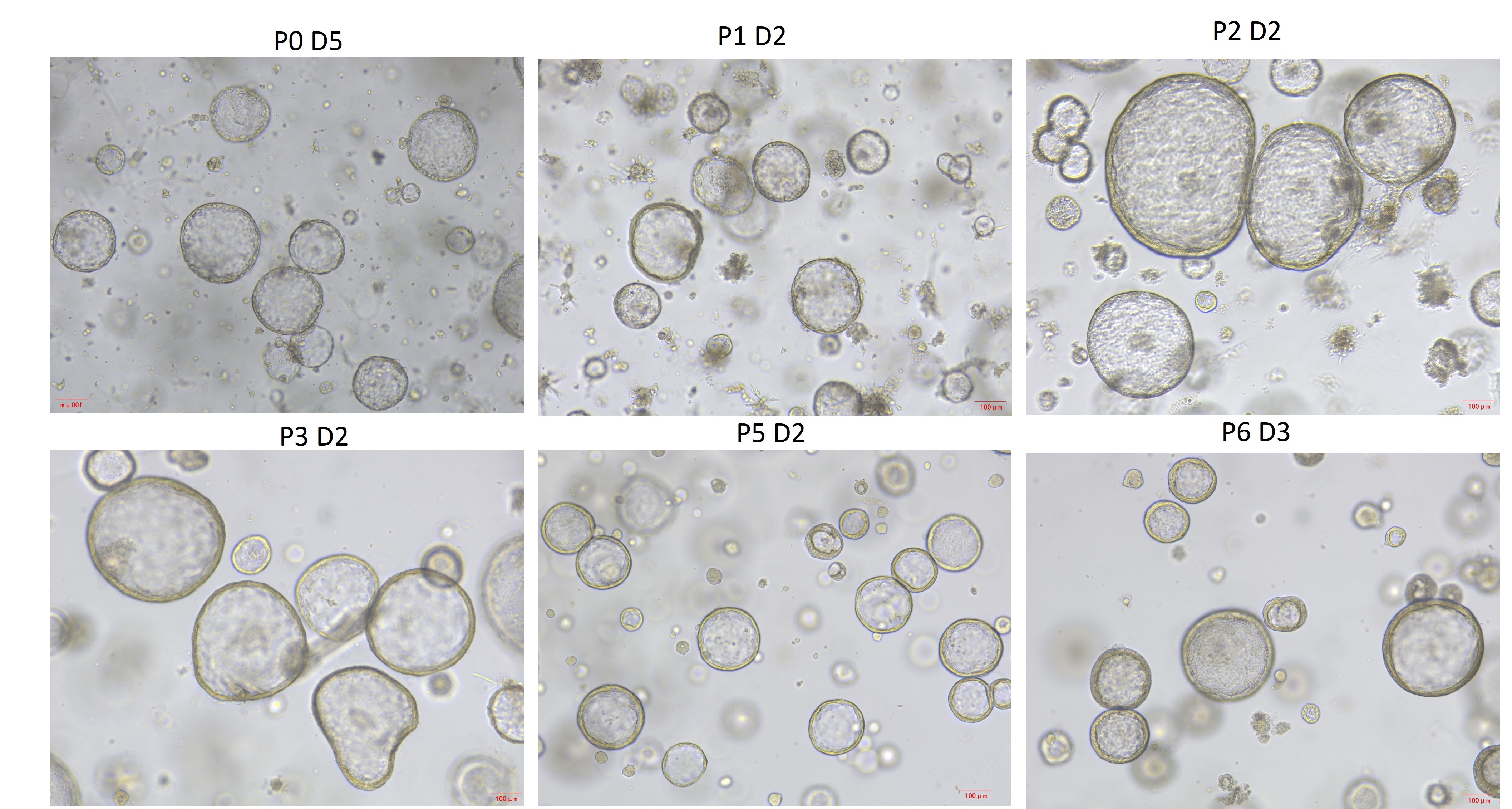 KGF/FGF-7 Protein, Mouse