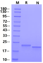 HGF(NK1) Protein, Porcine (Animal Free)