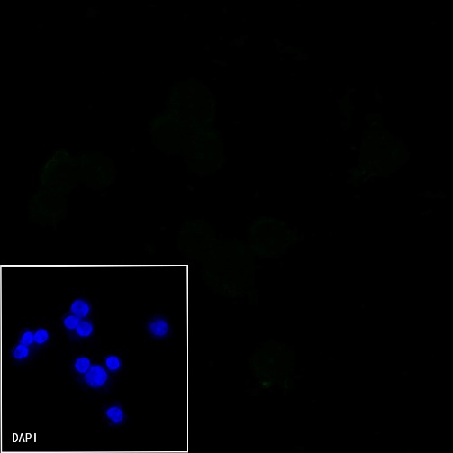 Goat anti-Mouse IgG(H+L) (Alexa Fluor® 488 Conjugate)