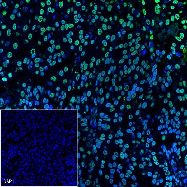 Histone H3 Recombinant Rabbit mAb (SDT-266-44)