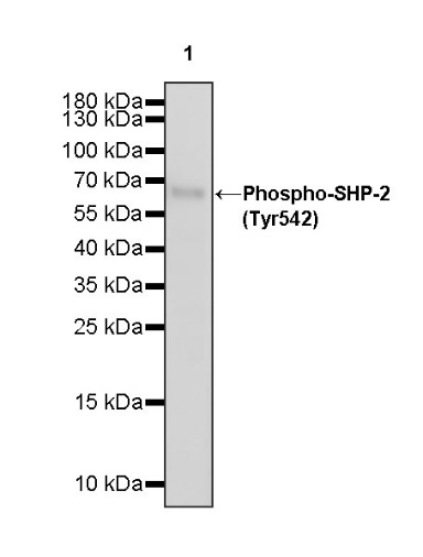 Phospho-SHP-2 (Tyr542) Recombinant Rabbit mAb (S-1254-13)