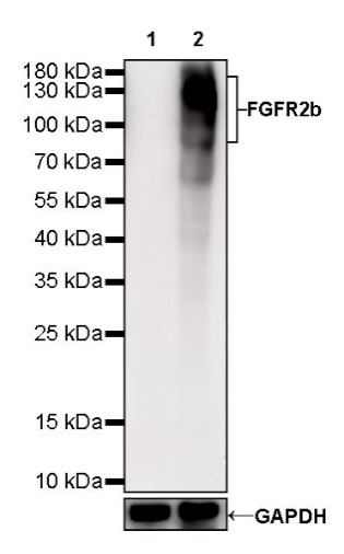 FGFR2b Recombinant Rabbit mAb,PBS Only (SDT-423-18)