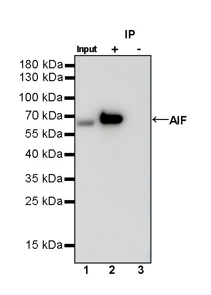 AIF Recombinant Rabbit mAb (S-948-54)