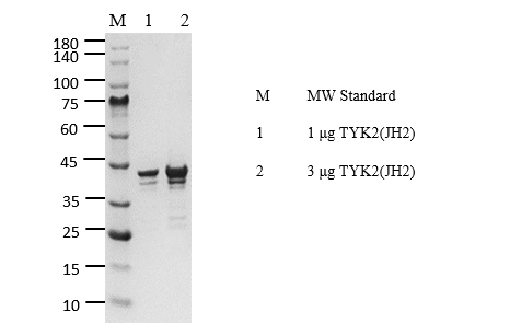 TYK2(JH2) Protein