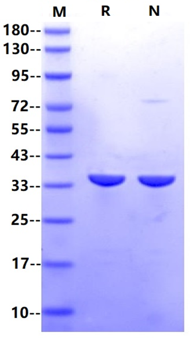 IdeS Protease (Tag Free)