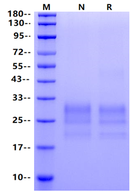 IL-7 Protein, Human