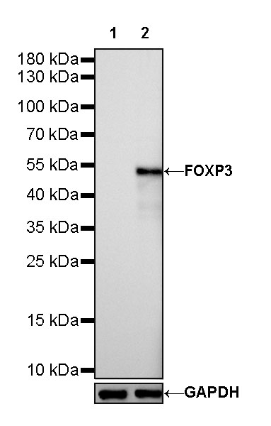Mouse anti-FOXP3 Recombinant Monoclonal Antibody(R149)