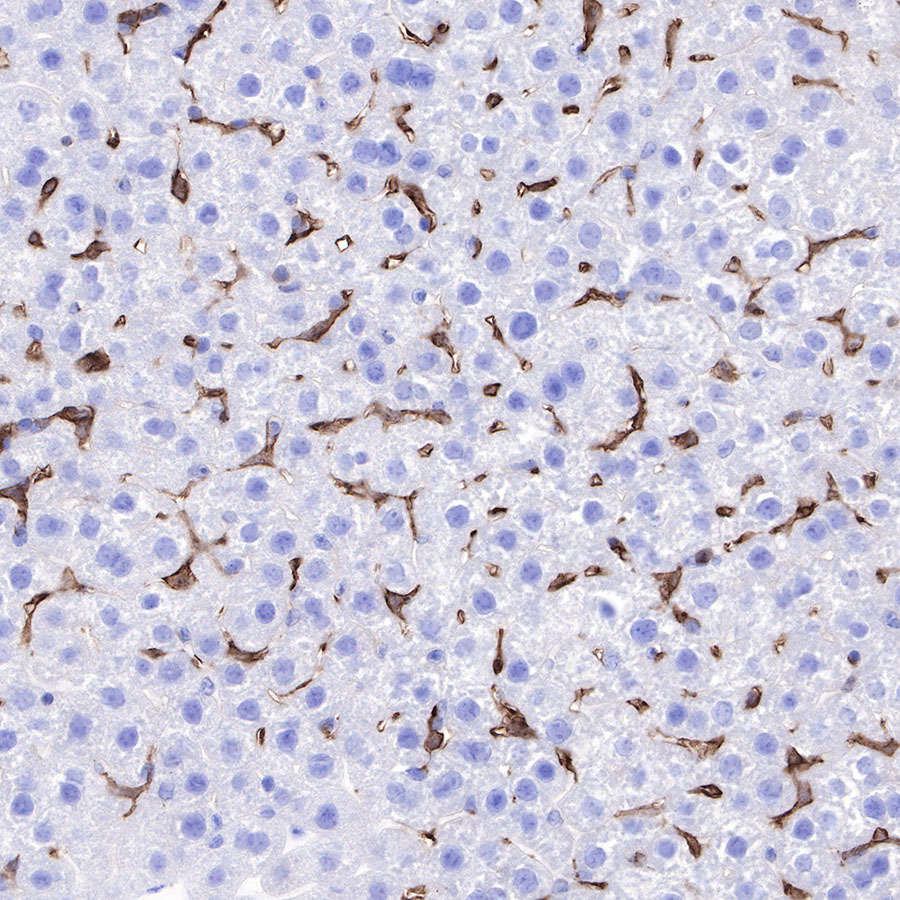F4/80 Recombinant Rabbit mAb (SDT-313-49)