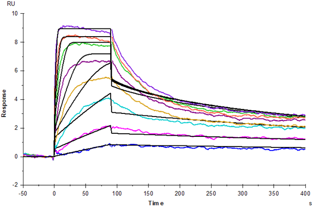 TNF-α Protein, Human