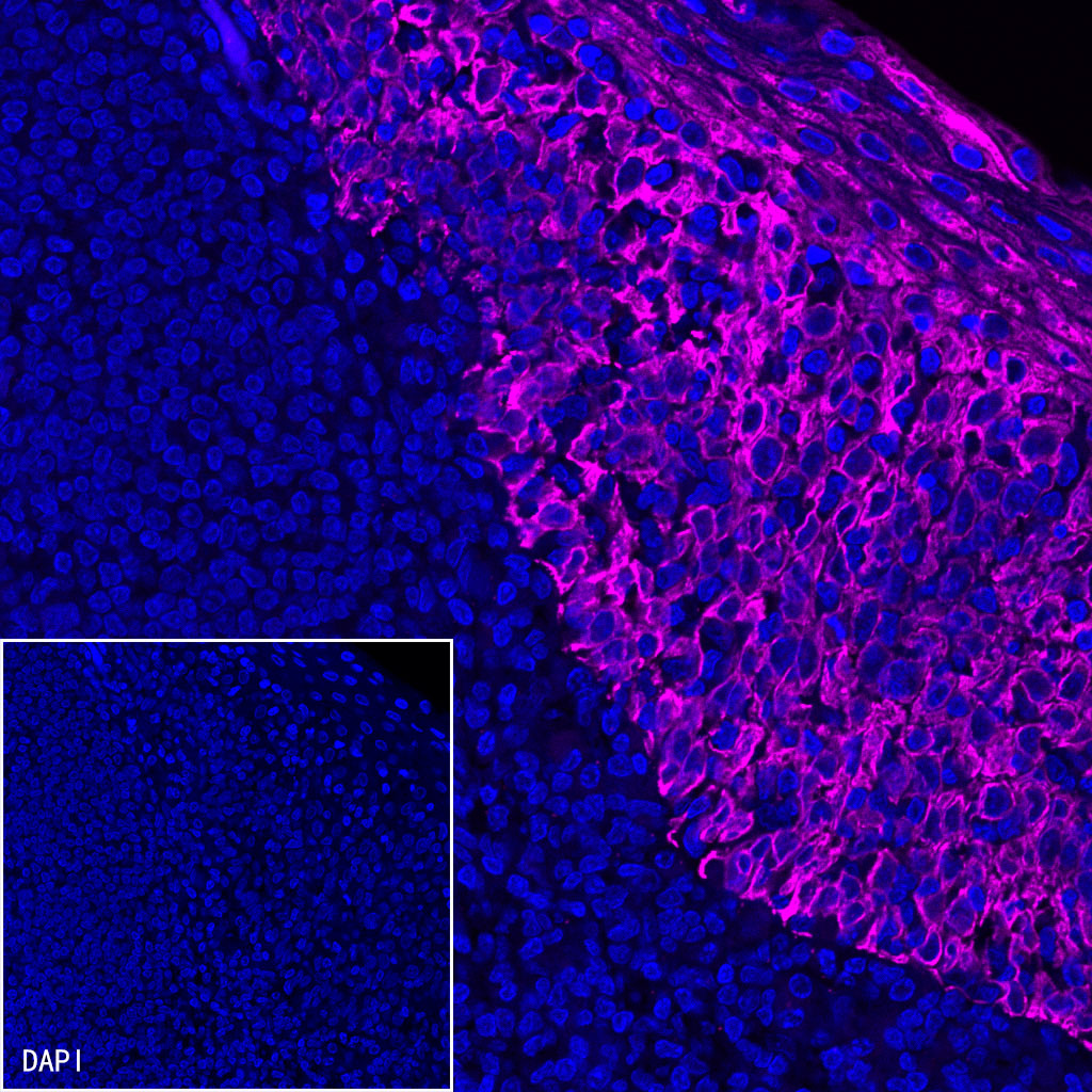 Goat anti-Rabbit IgG (H+L) (Alexa Fluor® 647 Conjugate)