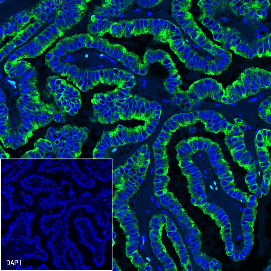 Goat anti-Rabbit IgG(H+L) (Alexa Fluor® 488 Conjugate)