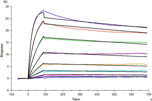 TNF-α(80-235aa) Protein, Mouse