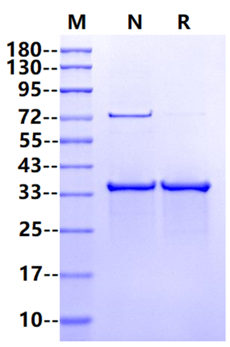 IdeS Protease