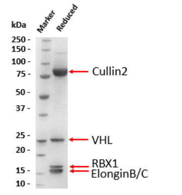 Cullin2-RBX1-ElonginB/C-VHL Protein