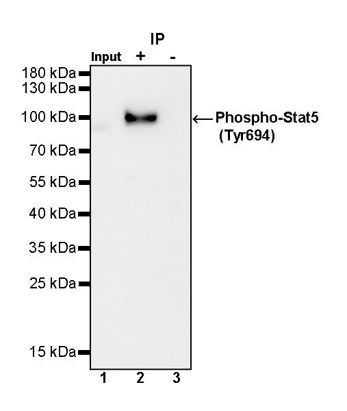 Phospho-Stat5 (Tyr694) Recombinant Rabbit mAb (S-1183-58)