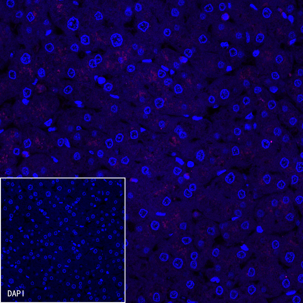 Goat anti-Mouse IgG(H+L) (Alexa Fluor® 647 Conjugate)