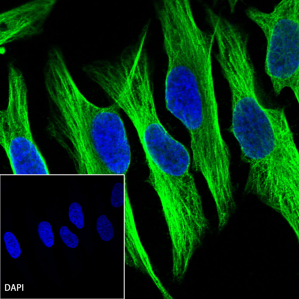 Goat anti-Rabbit IgG(H+L) (Alexa Fluor® 488 Conjugate)