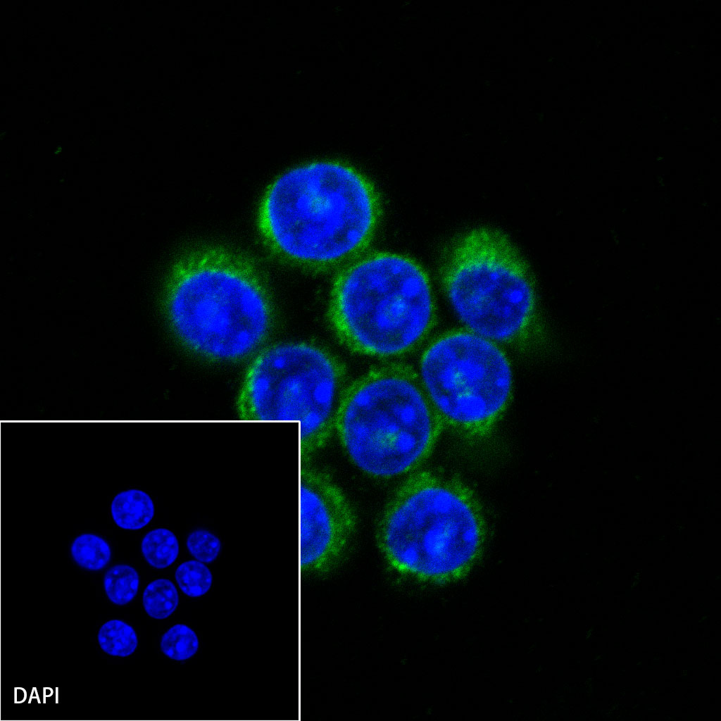 S-RMab® CD68 Recombinant Mouse mAb (SDT-R146)