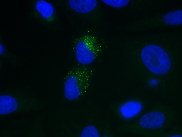 dsRNA Recombinant Mouse mAb (J2)