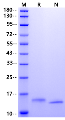 GM-CSF Protein, Human