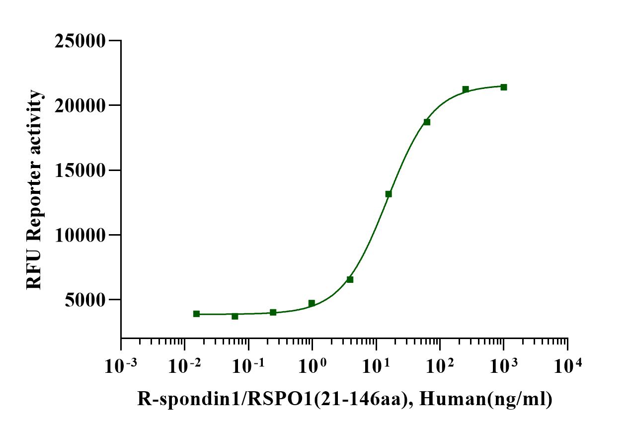 R-Spondin 1(21-146) Protein, Human