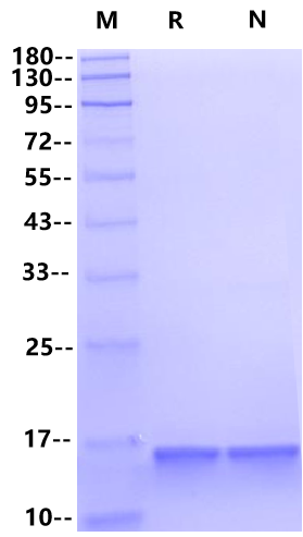 TNF-α Protein, Mouse