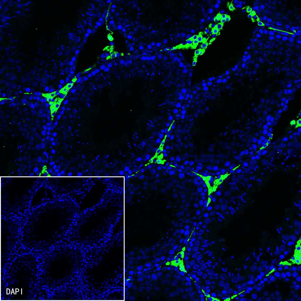 Rabbit anti-iNOS Recombinant Monoclonal Antibody(R131)