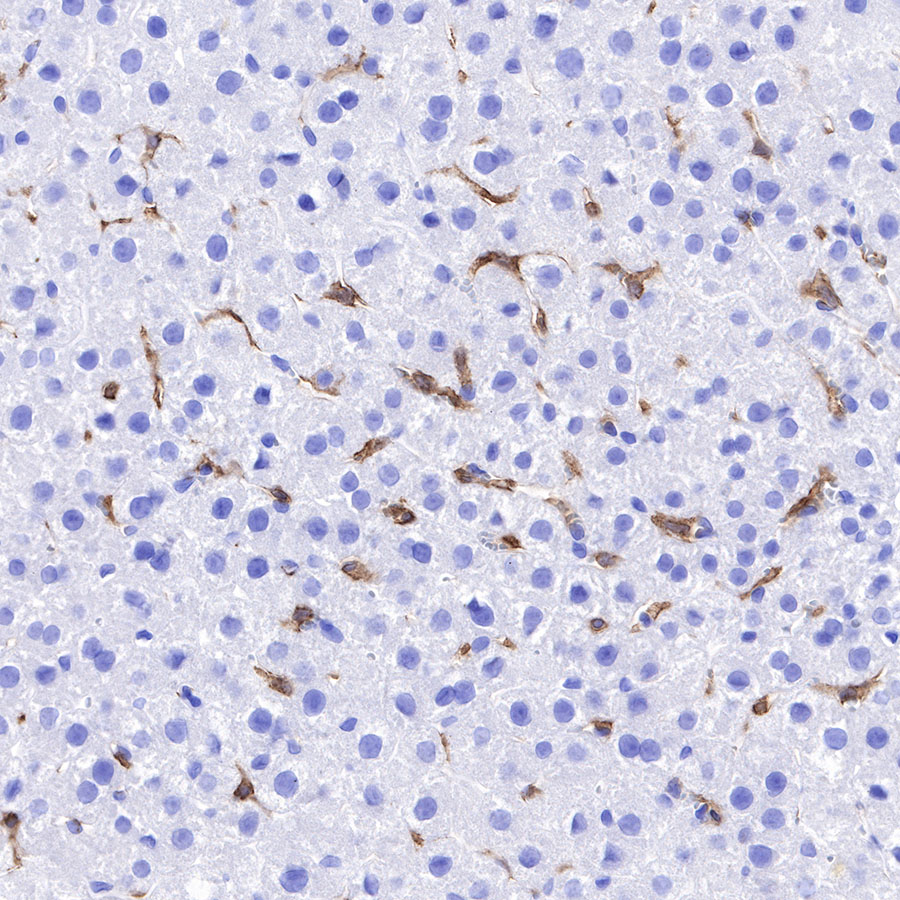 F4/80 Recombinant Rabbit mAb (SDT-313-49)