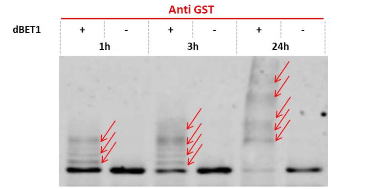 Cullin4A-RBX1-DDB1-CRBN Protein