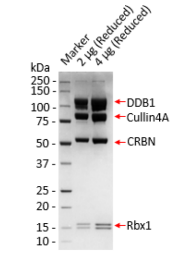 Cullin4A-RBX1-DDB1-CRBN Protein