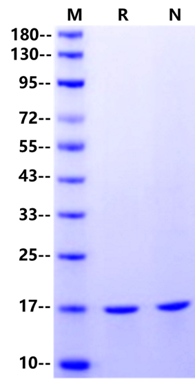 TNF-α Protein, Porcine