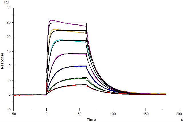 IL-2 Protein, Human